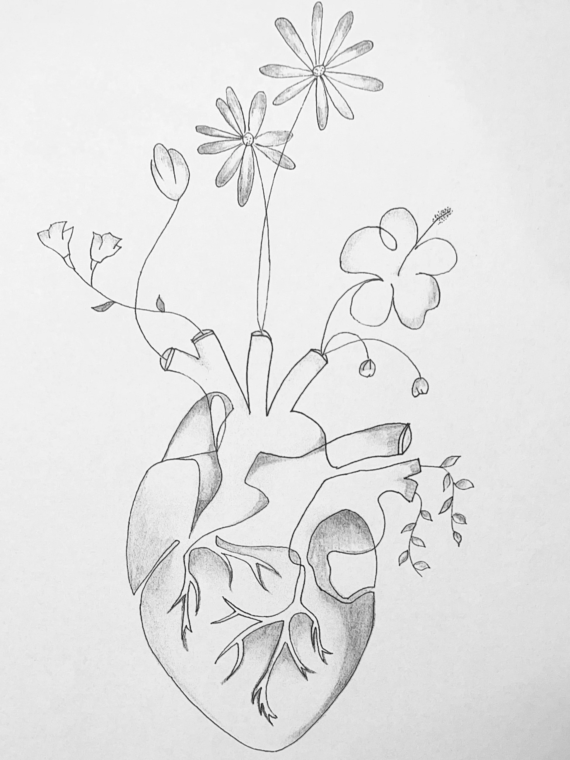 Pencil drawing of a human heart with daisies and a hibiscus growing from it.